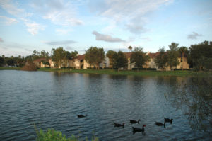Pond with Ducks